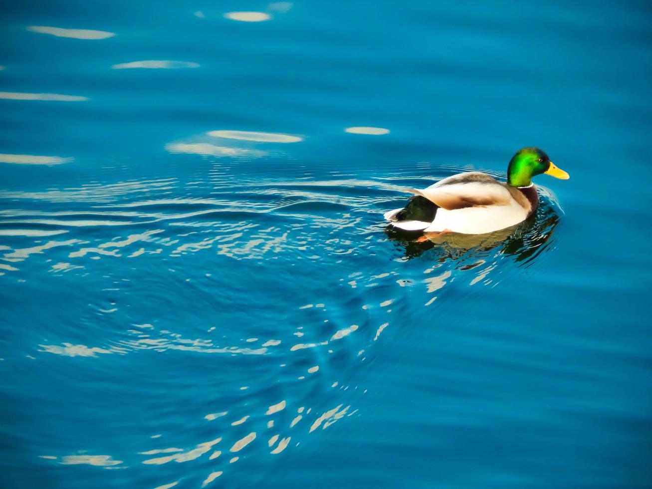 Ducks sit on the ice and swim in the river photo