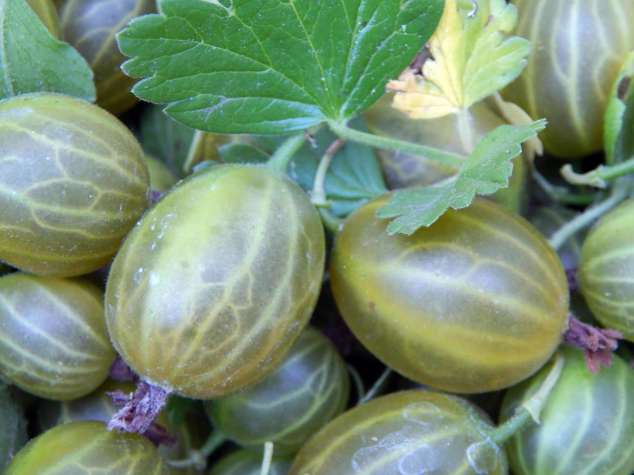 Berry gooseberries, harvesting agrus photo