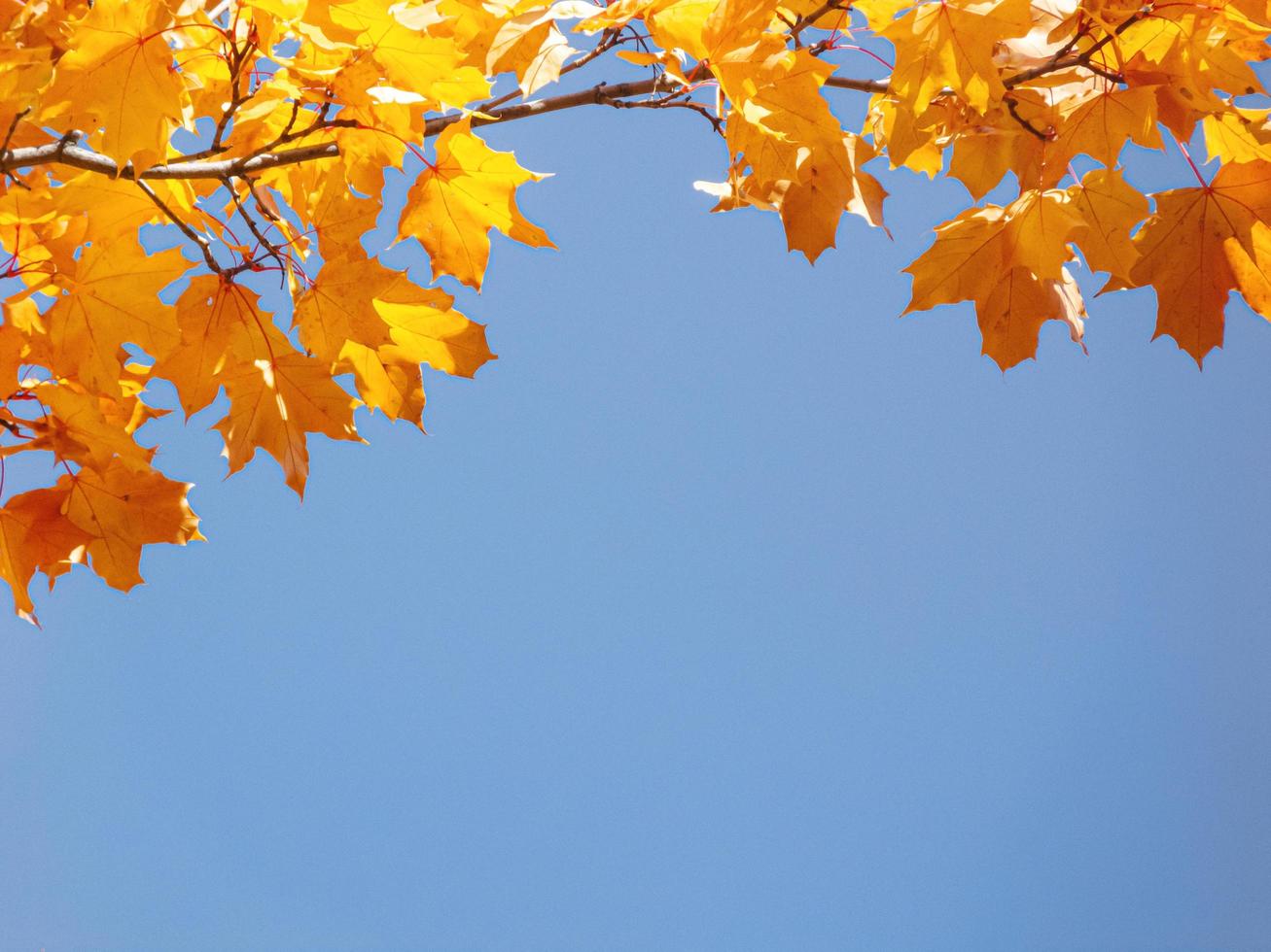 Yellow maple leaves background with copyspace photo