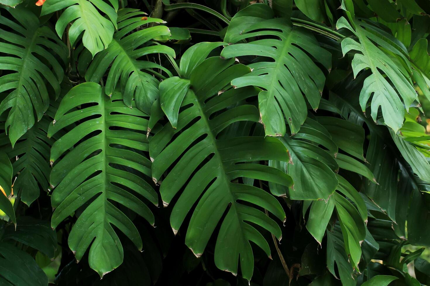 Las plantas u hojas de monstera prosperan en los bosques tropicales. foto
