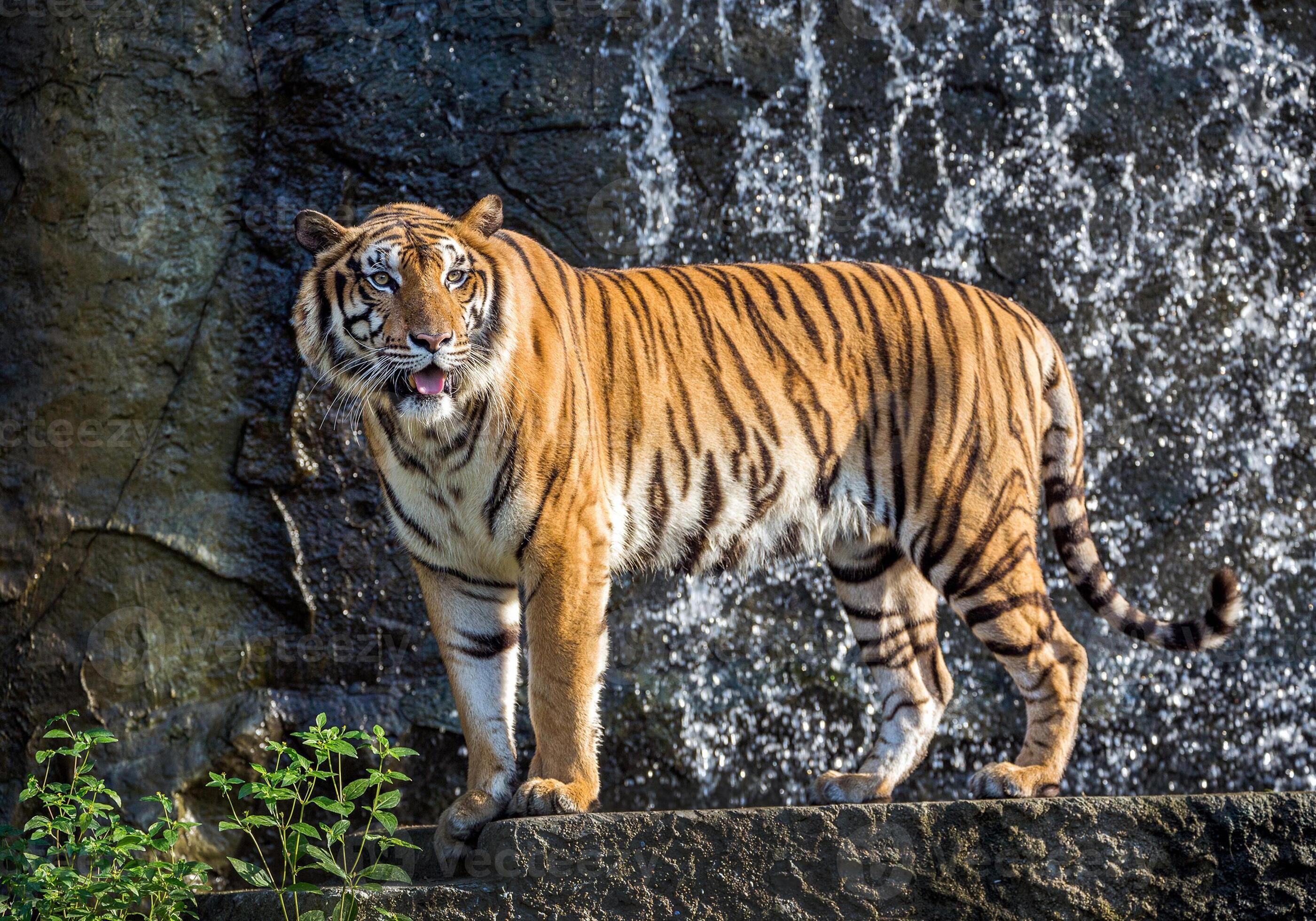 Indochinese tigers