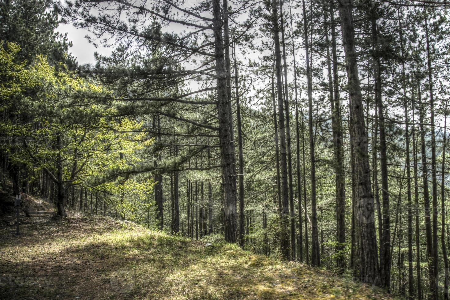Bosques verdes en la montaña de mokra gora en Serbia foto