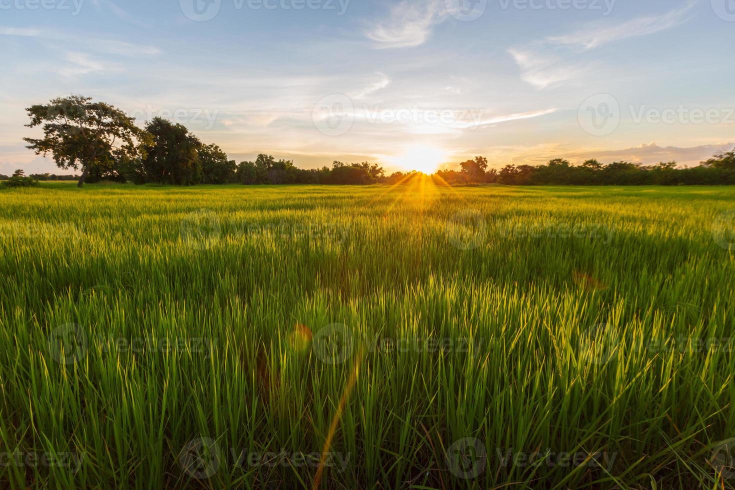 primera etapa de floración de la planta de arroz en el campo foto