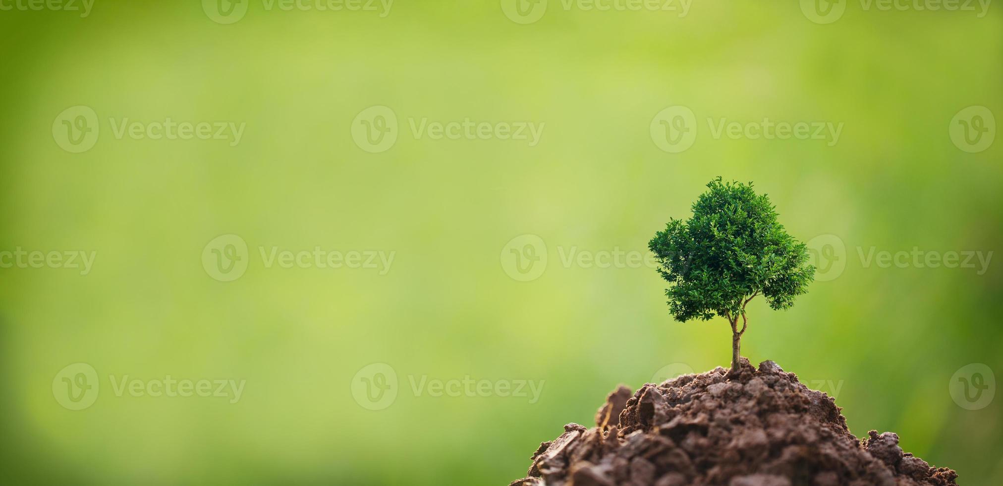 árbol de concepto de csr con fondo verde foto