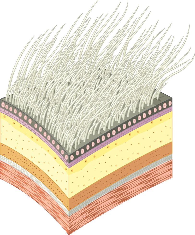 Section of polar bear muscle skin and fur vector