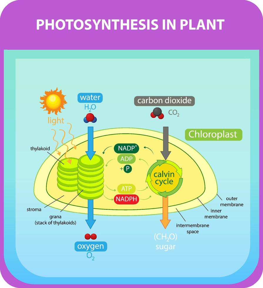 Process of photosynthesis in plant vector