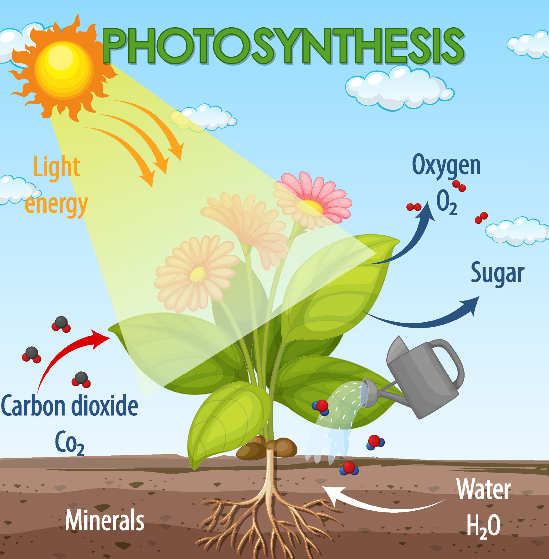 Diagram showing process of photosynthesis in plant 3658099 Vector Art