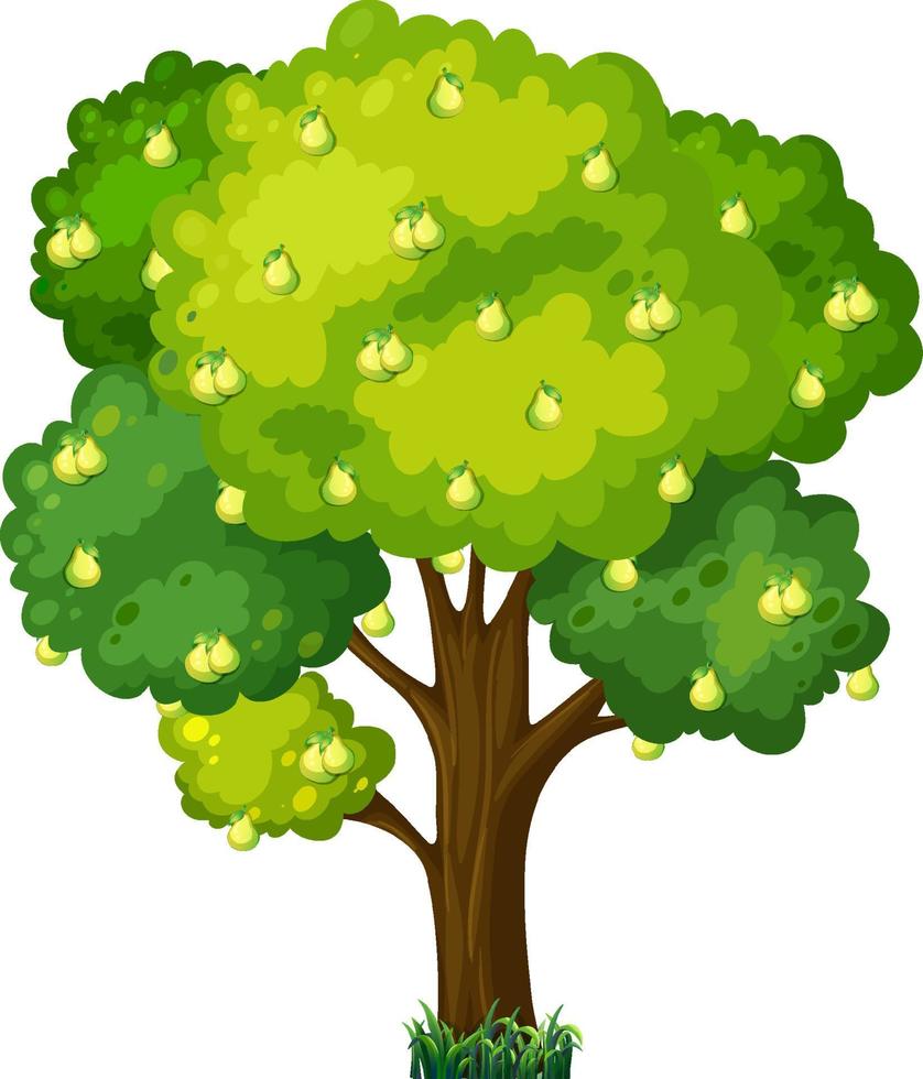 Árbol frutal de pera aislado sobre fondo blanco. vector