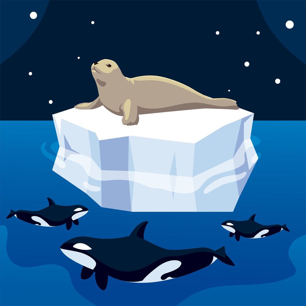 Foca de caza de ballenas asesinas en iceberg, polo norte vector