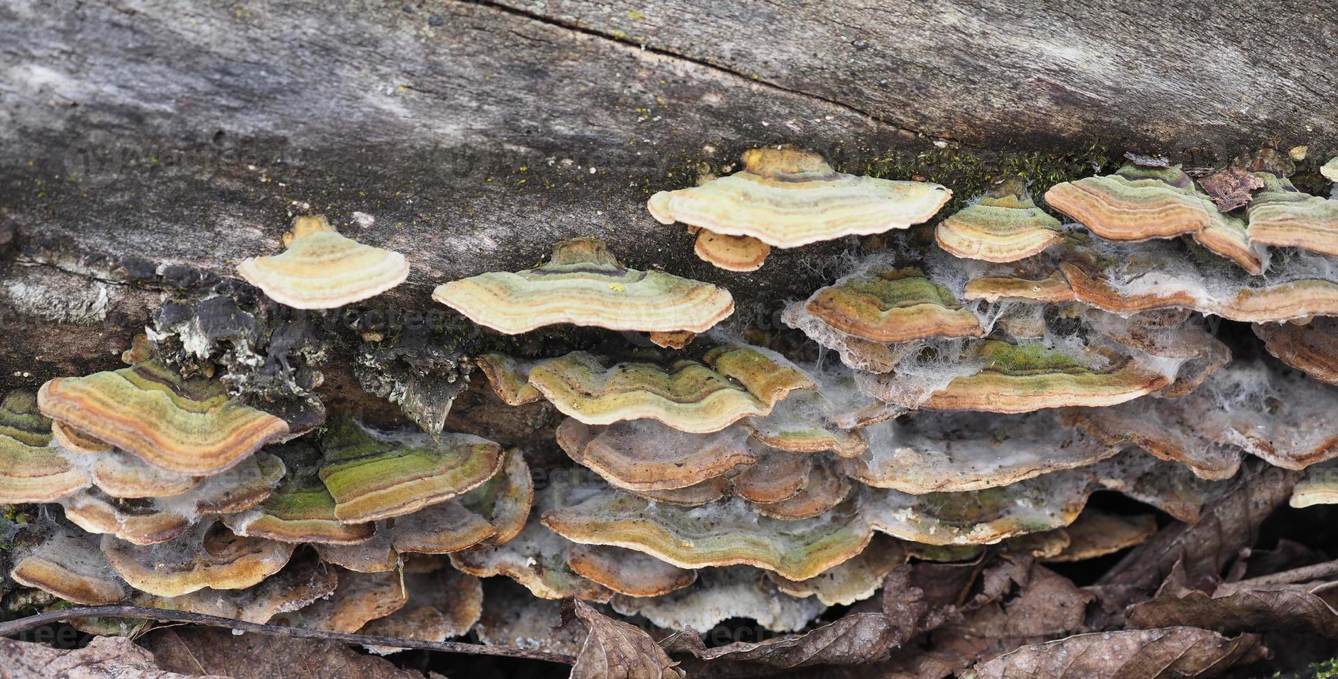 Polypores bracket fungi photo