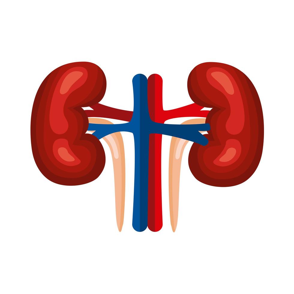 kidneys organ human vector