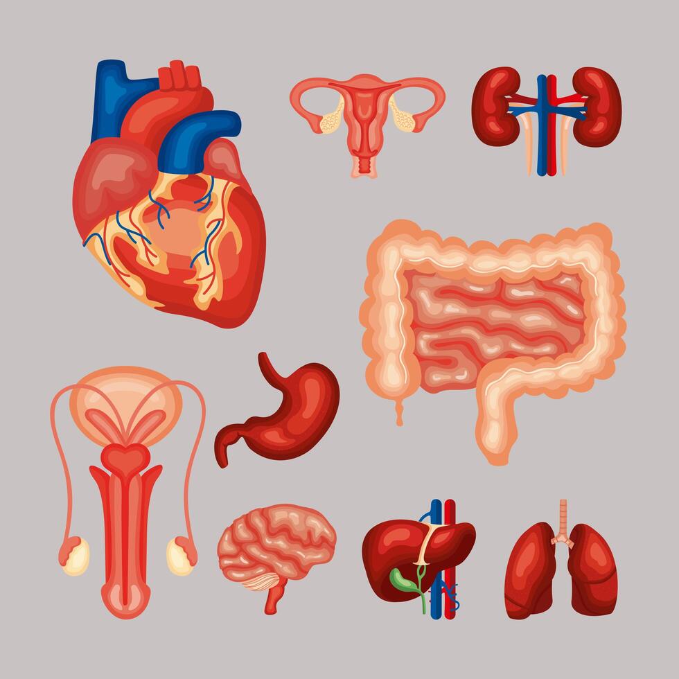 human nine organs vector