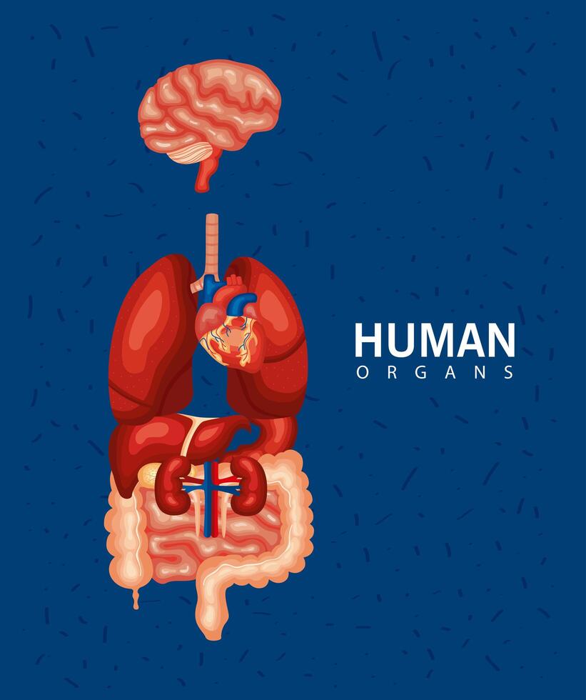 human internal organs vector