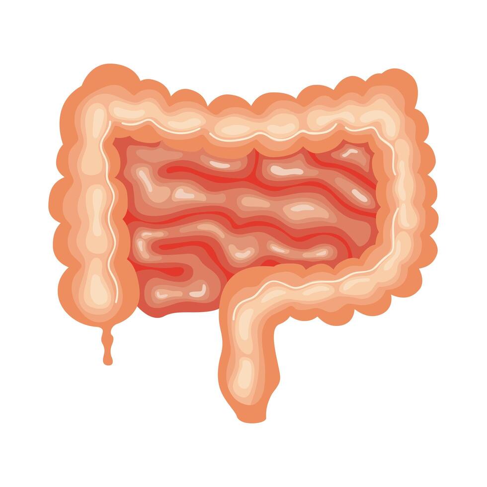 intestino órgano humano vector