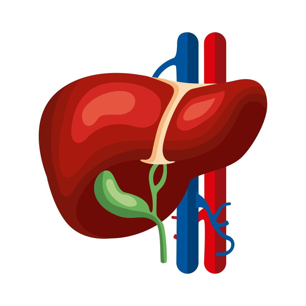 liver organ human vector