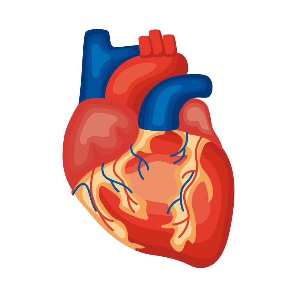 órgano del corazón humano vector