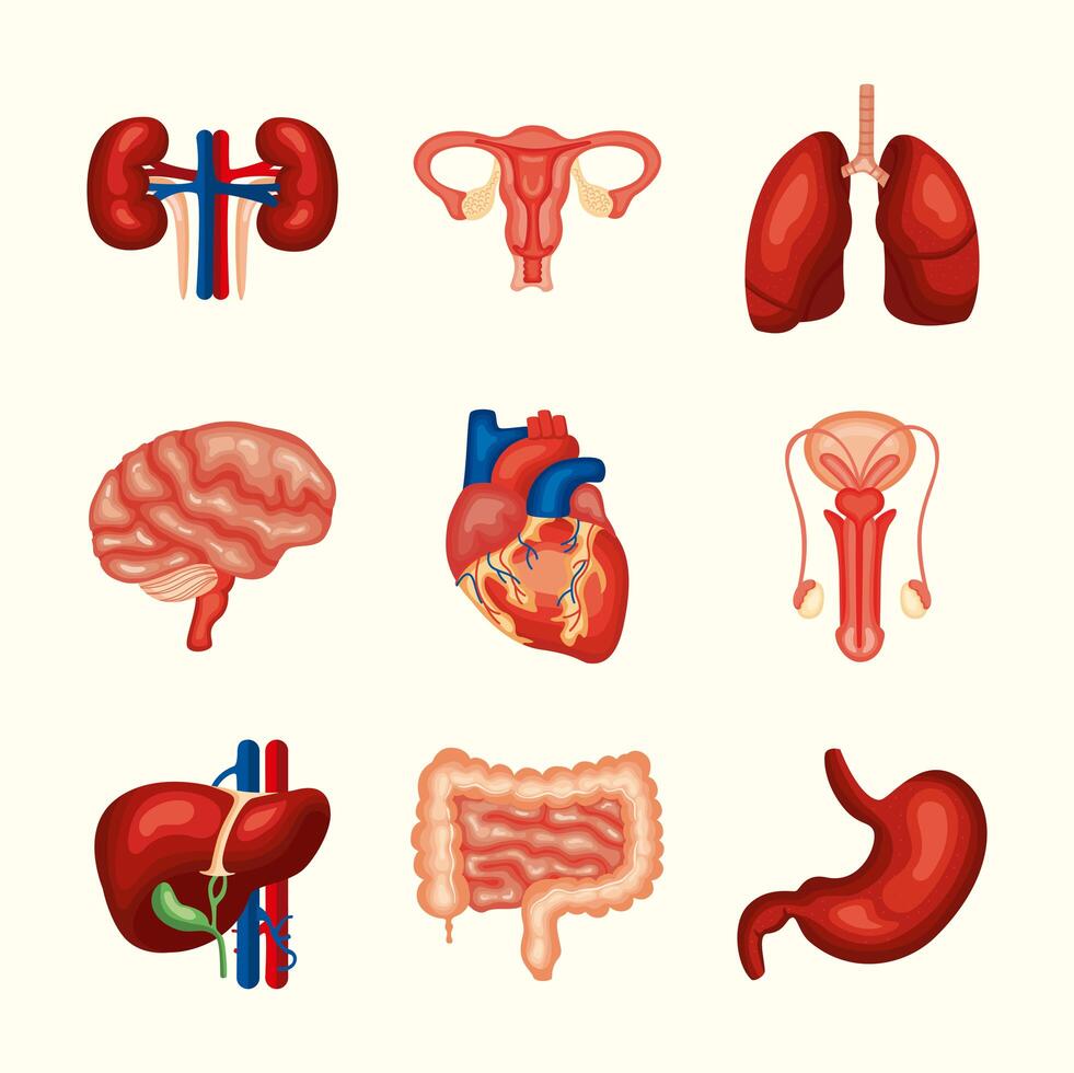 nine human organs vector