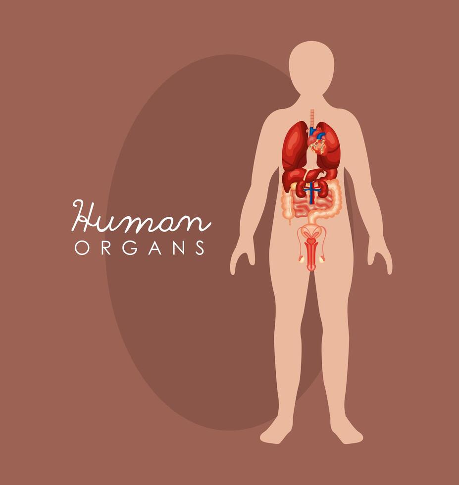 body figure and organs vector