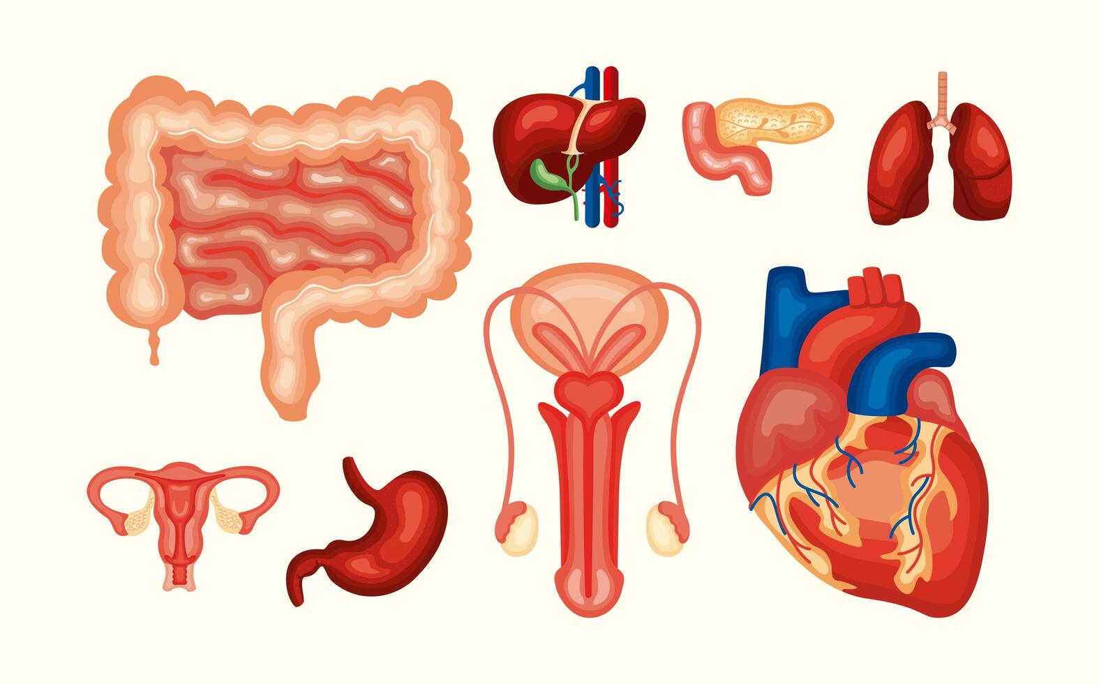 eight human organs vector