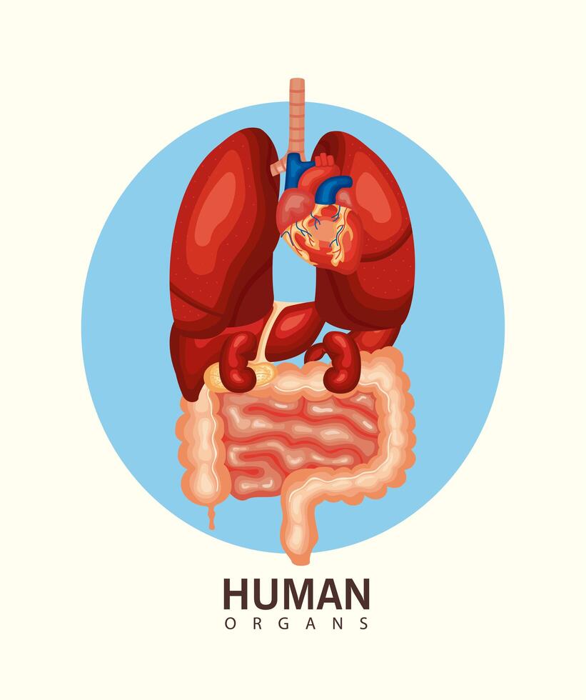 órganos humanos internos vector