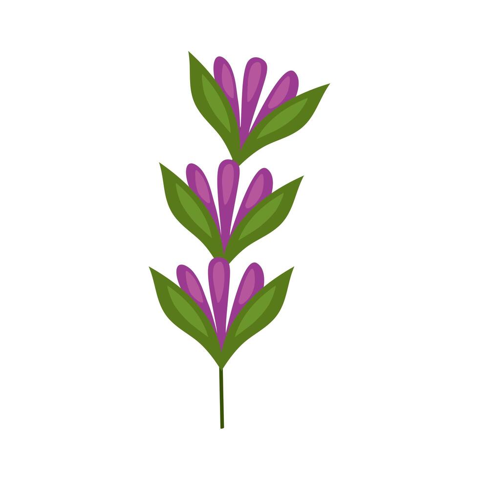 lavender flowers and leafs vector