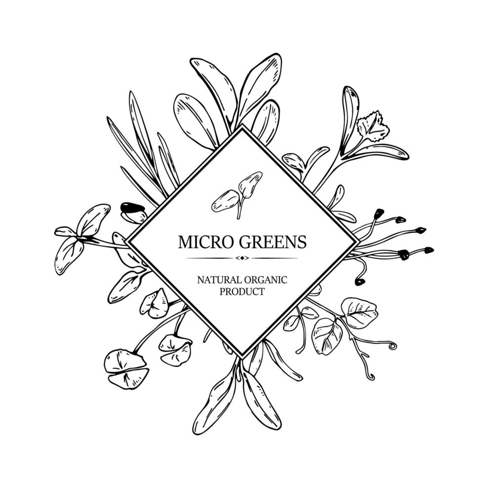 Hand drawn micro greens botany square frame. Healthy vegetarian and vegan food design for company logo, print, packages. Vector illustration in sketch style