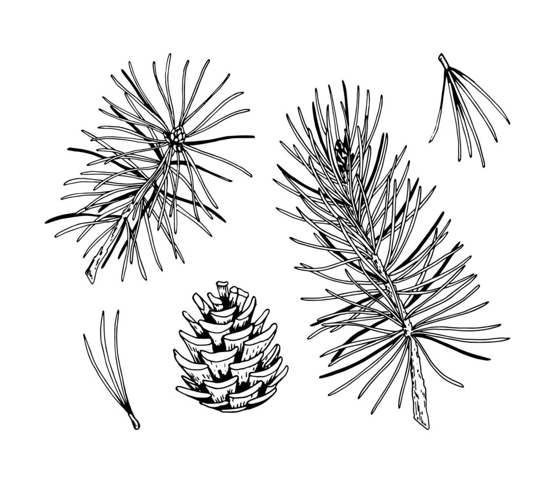 Set of pine tree decor elements in sketch style isolated on white background. Vector illustration of fir branches and cones Christmas and New Year decoration