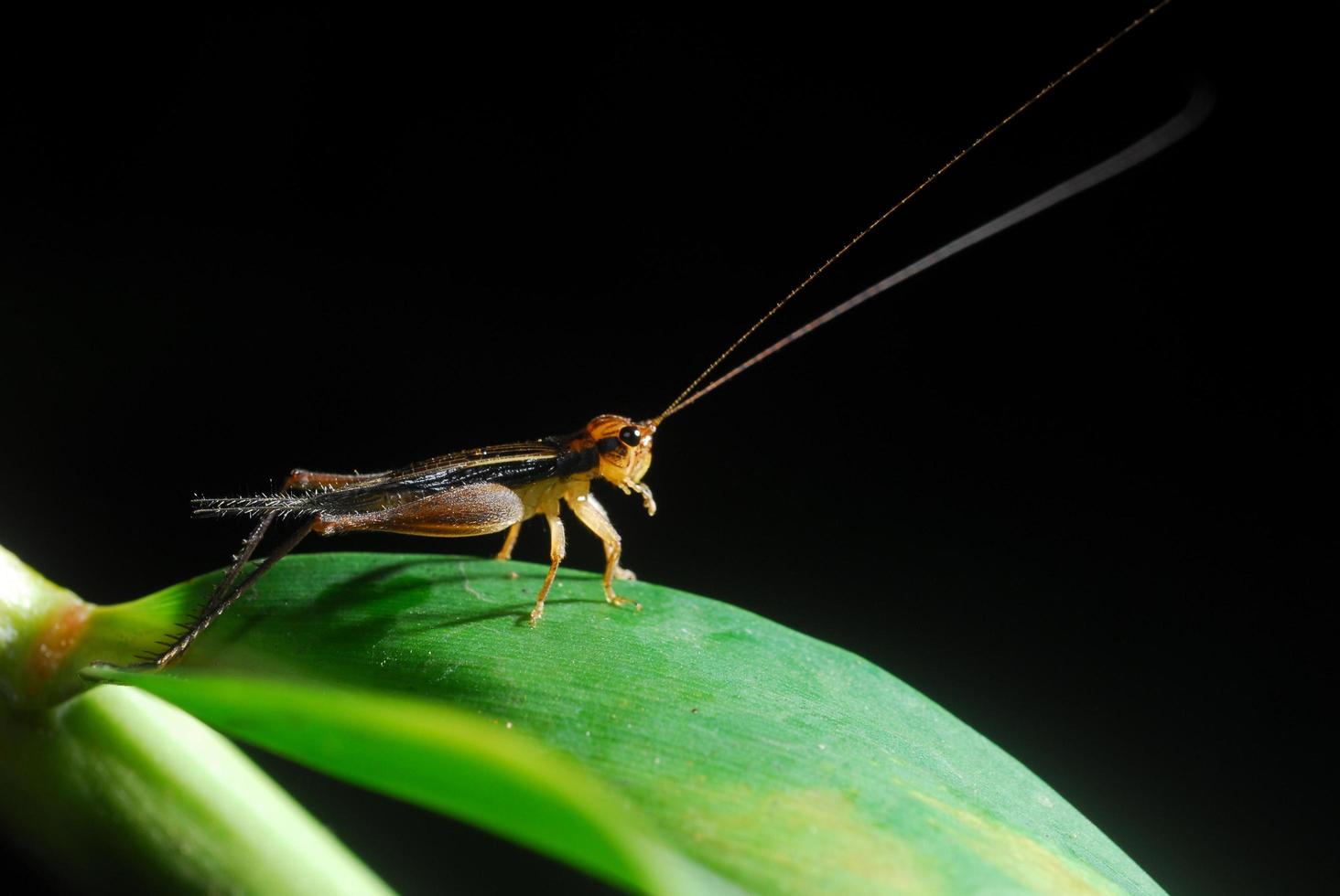 Grasshopper perching on a leaf photo