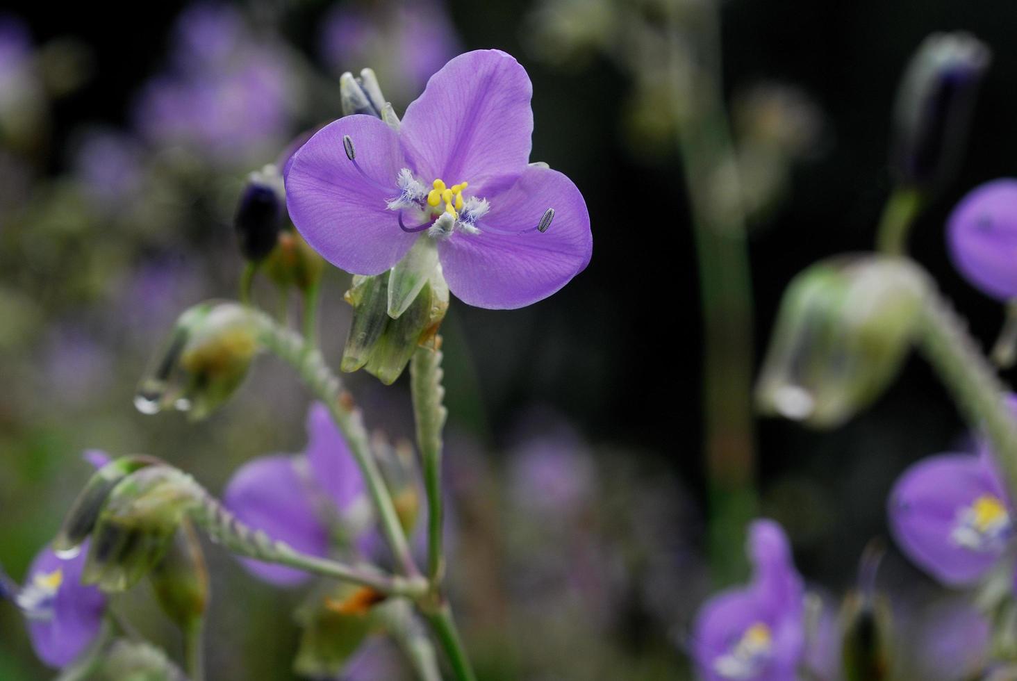 Flower giganteum murdannia en las montañas Phusoidao en Tailandia foto