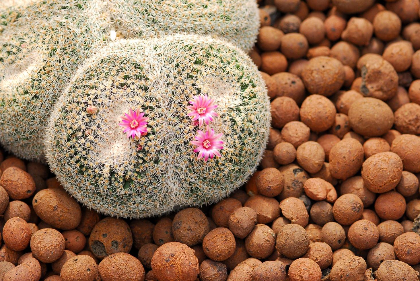 hermosas plantas de cactus en el jardín foto