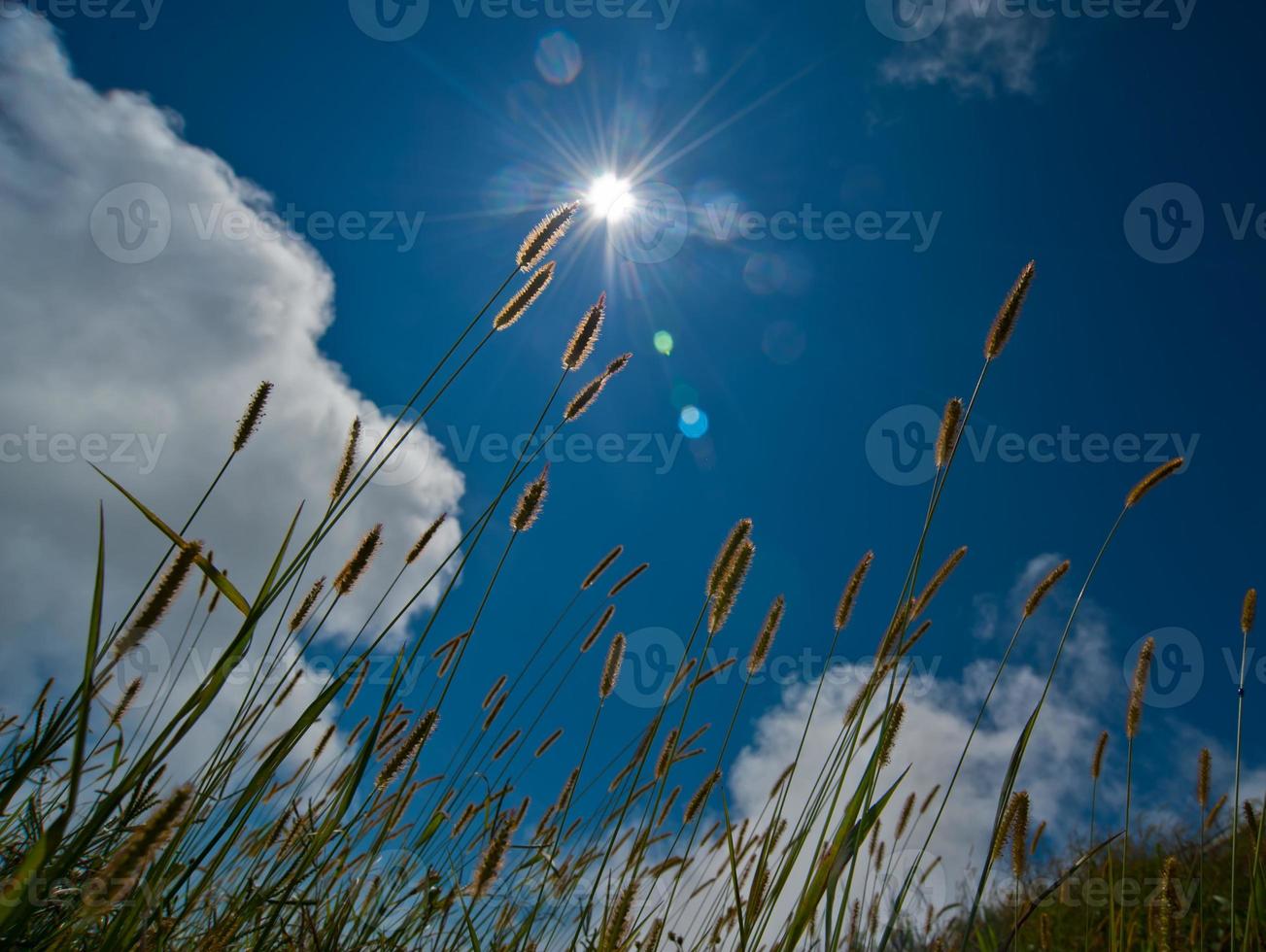 silhouette field of grass during morning in sky bright photo