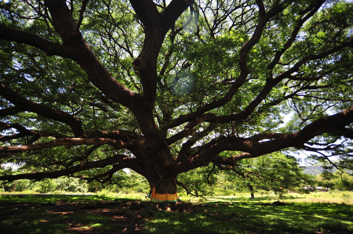 shade old big tree with green spring leaves photo