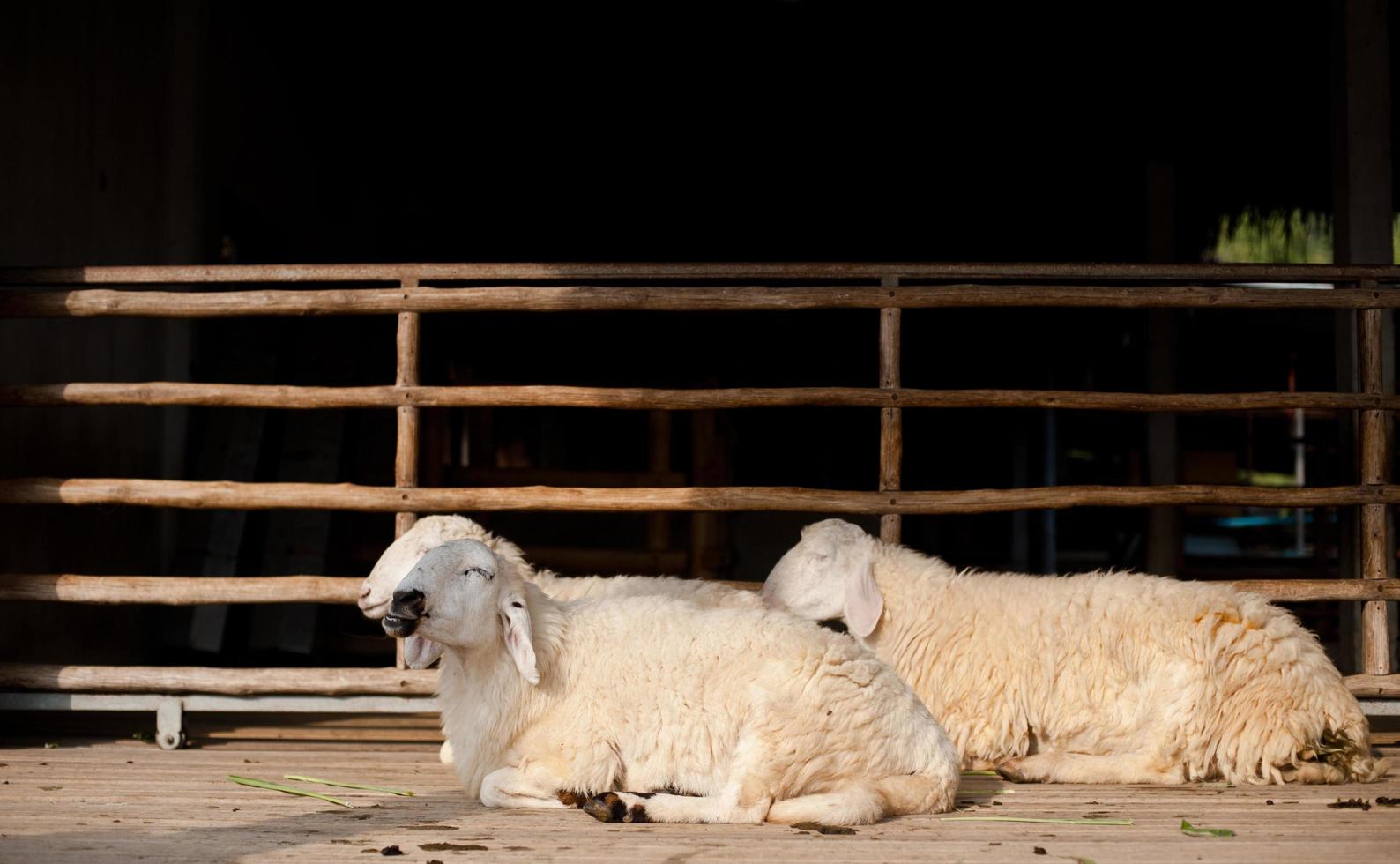 ovejas comiendo hierba en la granja foto