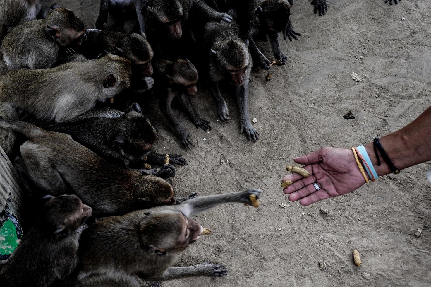 monkeys group taking food from human's hand photo