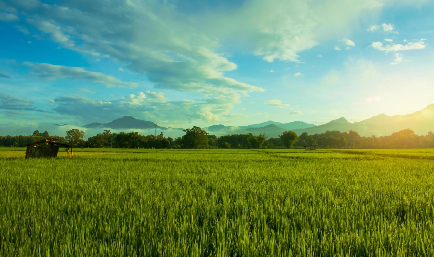 paisaje campo de arroz verde temporada de lluvias y puesta de sol hermoso paisaje natural foto