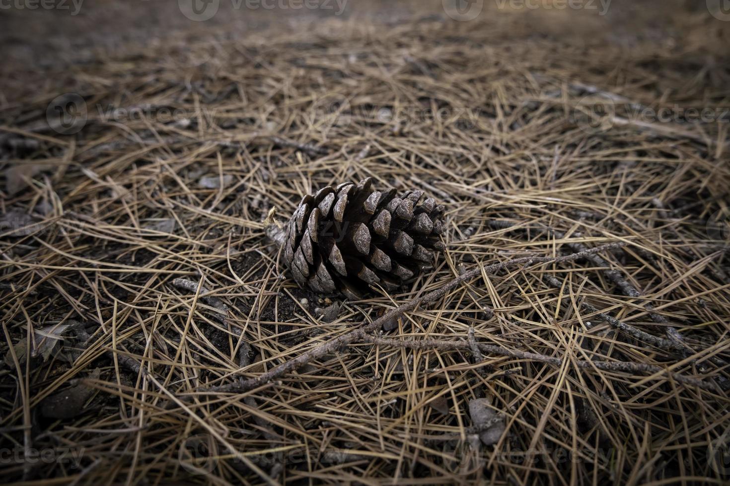 Dried pineapple in the forest photo