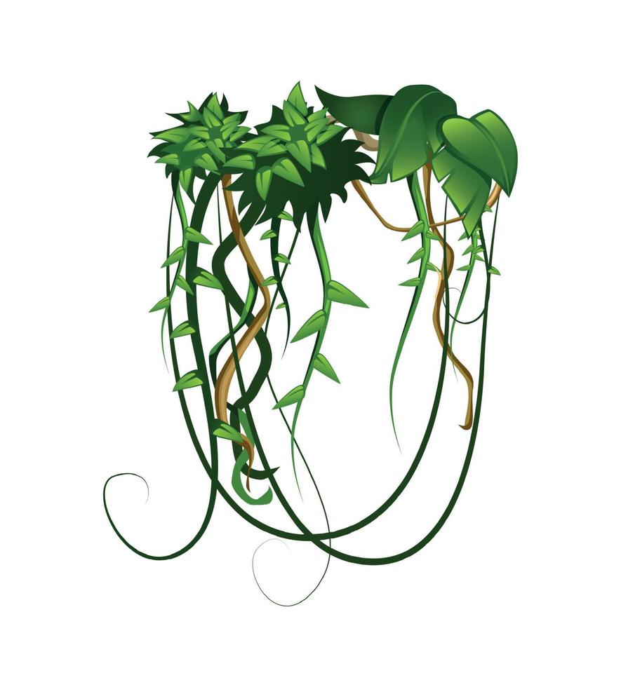 Hanging Rainforest Liana Composition vector