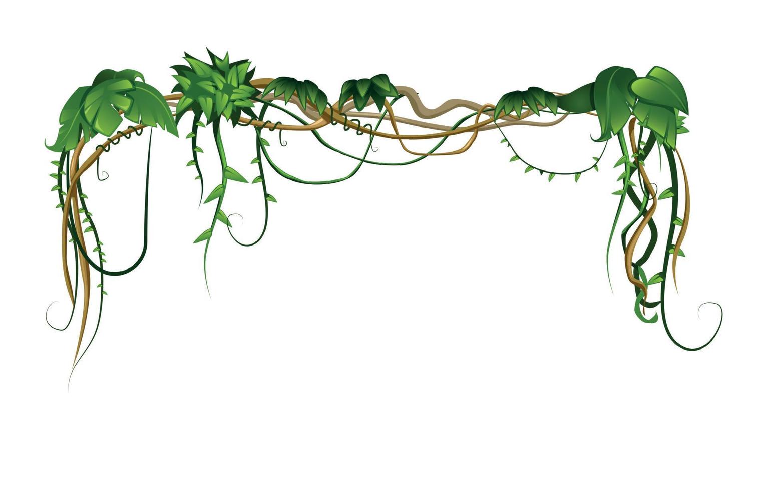 Tropical Liana Leaves Composition vector