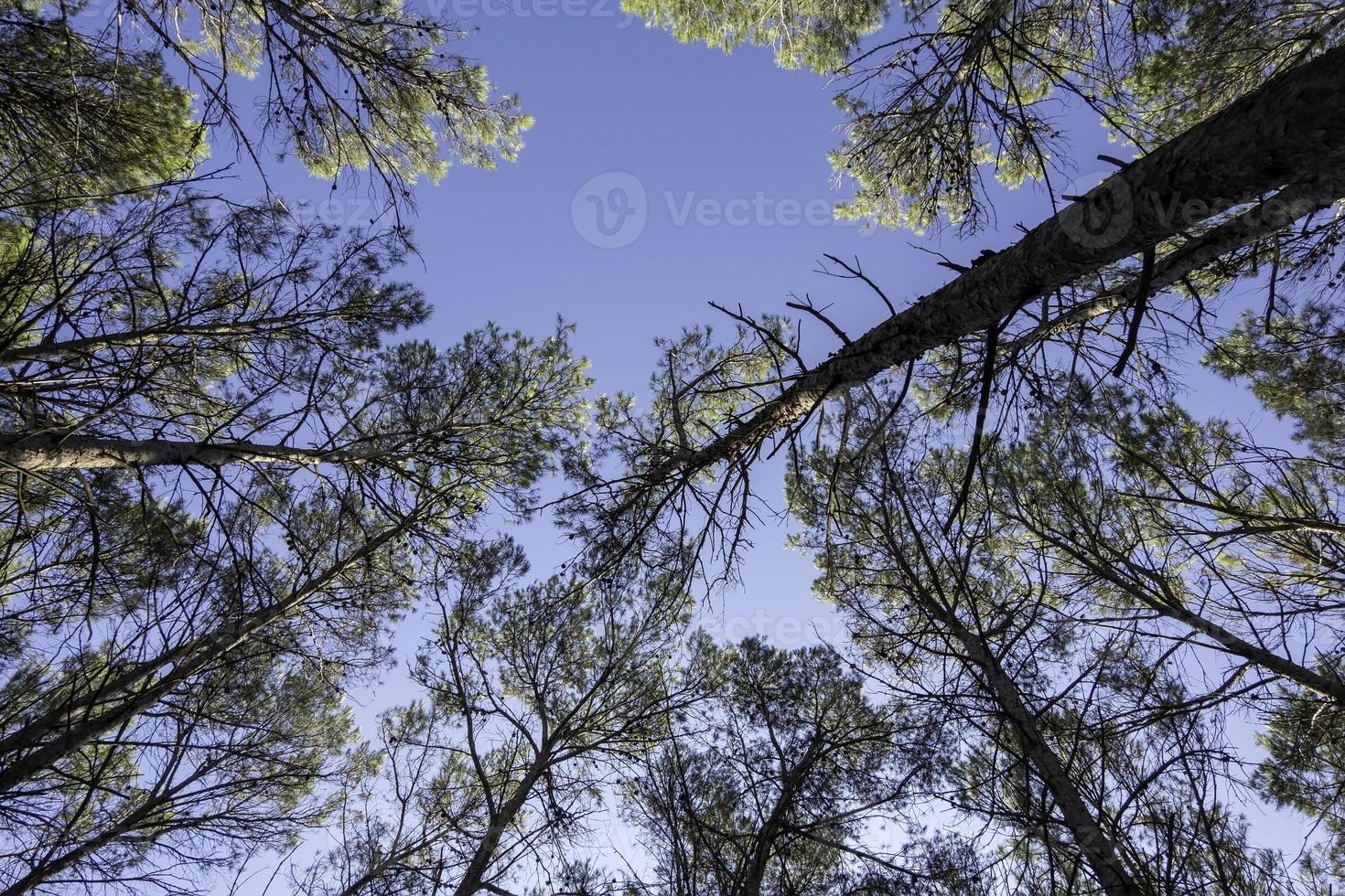 Trees seen from below photo