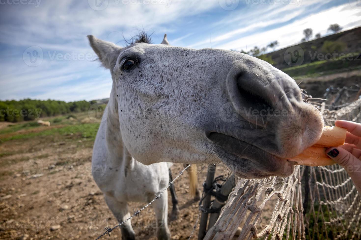 caballos comiendo en la granja foto