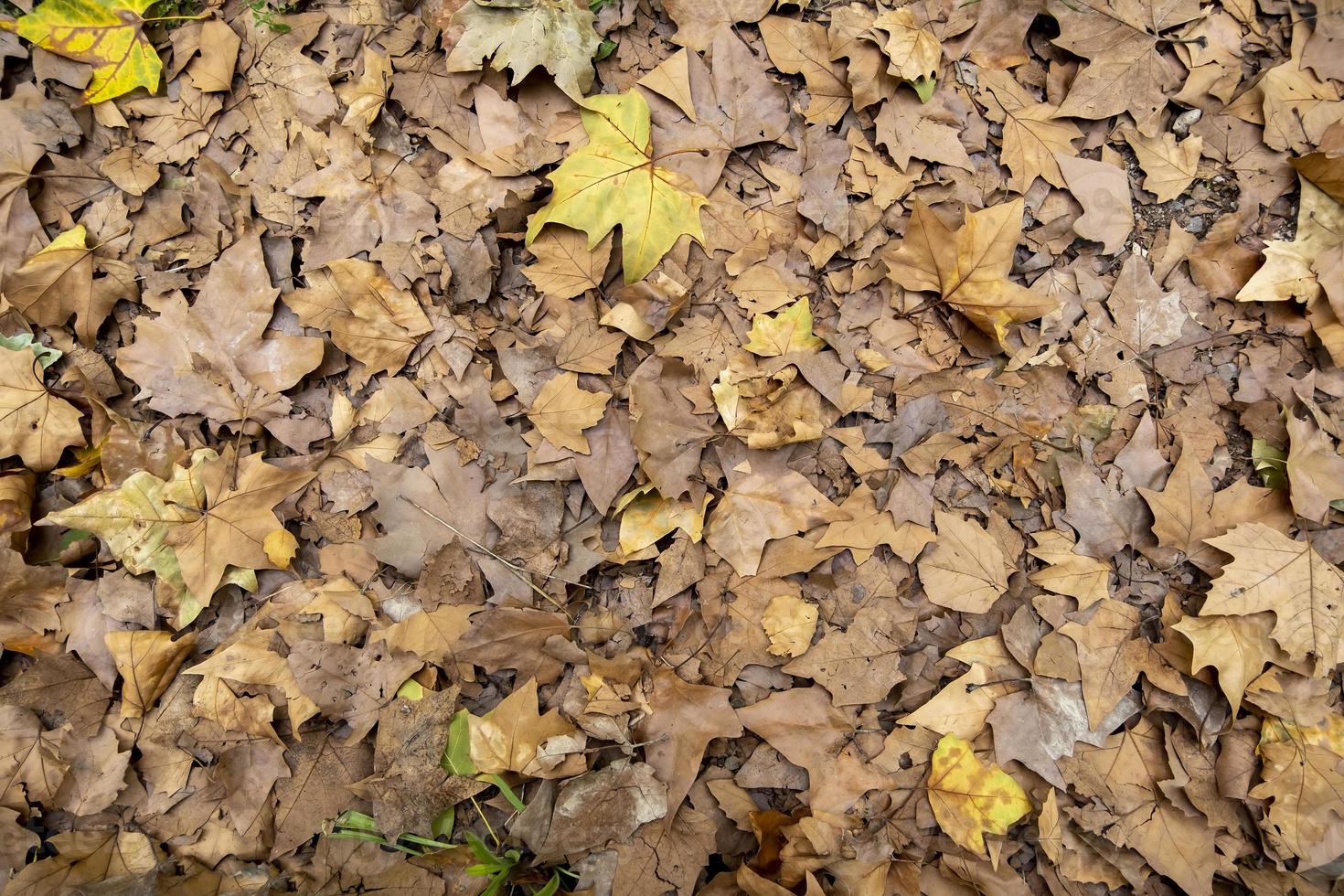 Yellow leaf in the grass photo