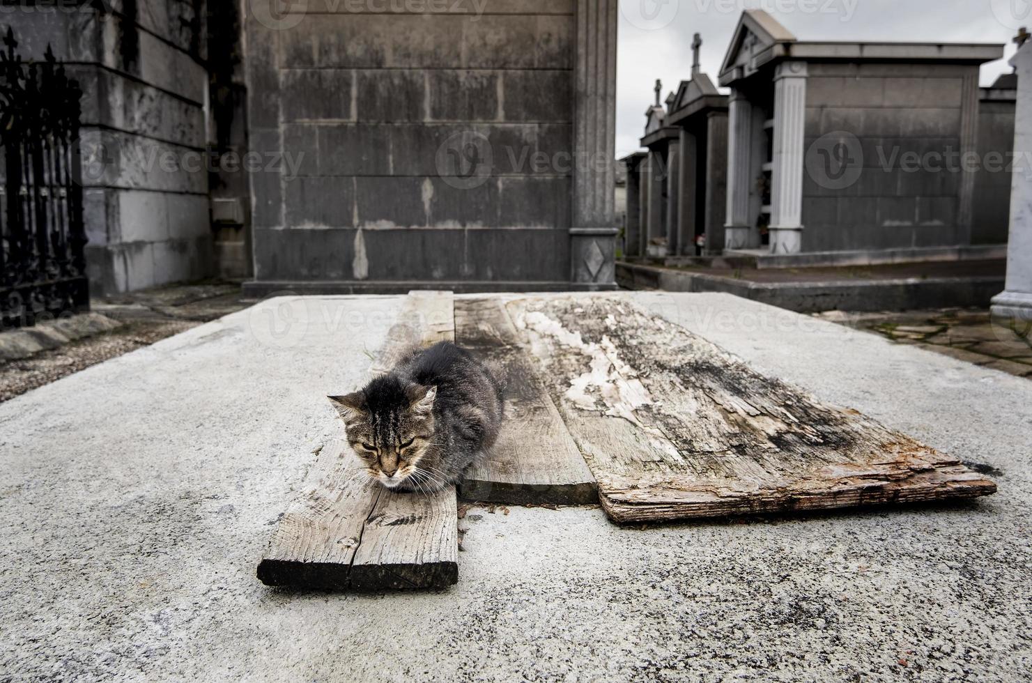 Snarling cat in a graveyard photo