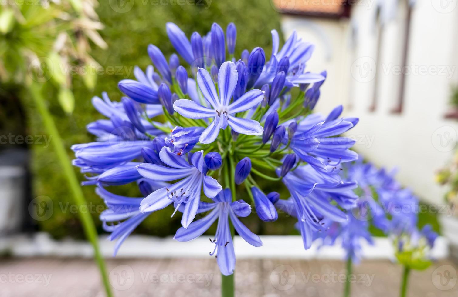 Flowers in an old cemetery photo