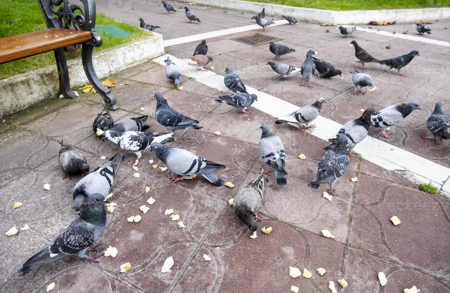 Pigeons eating bread photo