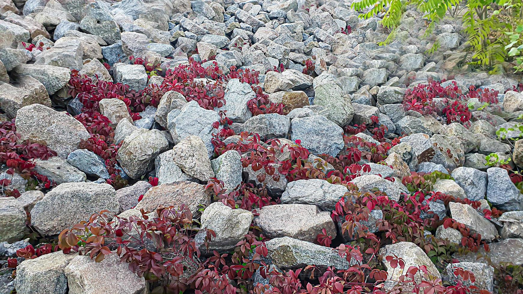 Fondo de piedra con ramas de plantas. ramas con hojas verdes. montículo de granito. foto