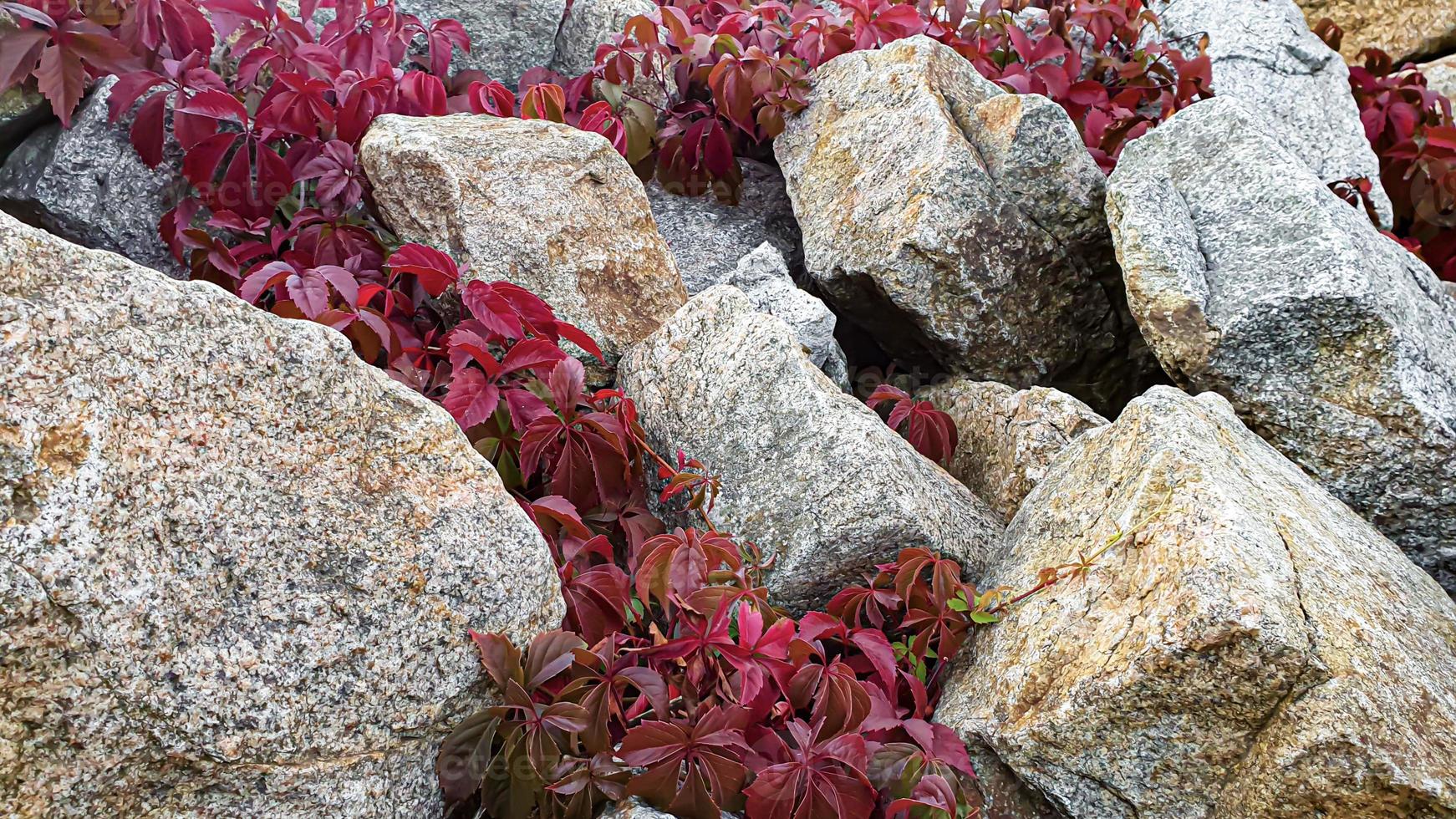 Fondo de piedra con ramas de plantas. ramas con hojas verdes. montículo de granito. foto