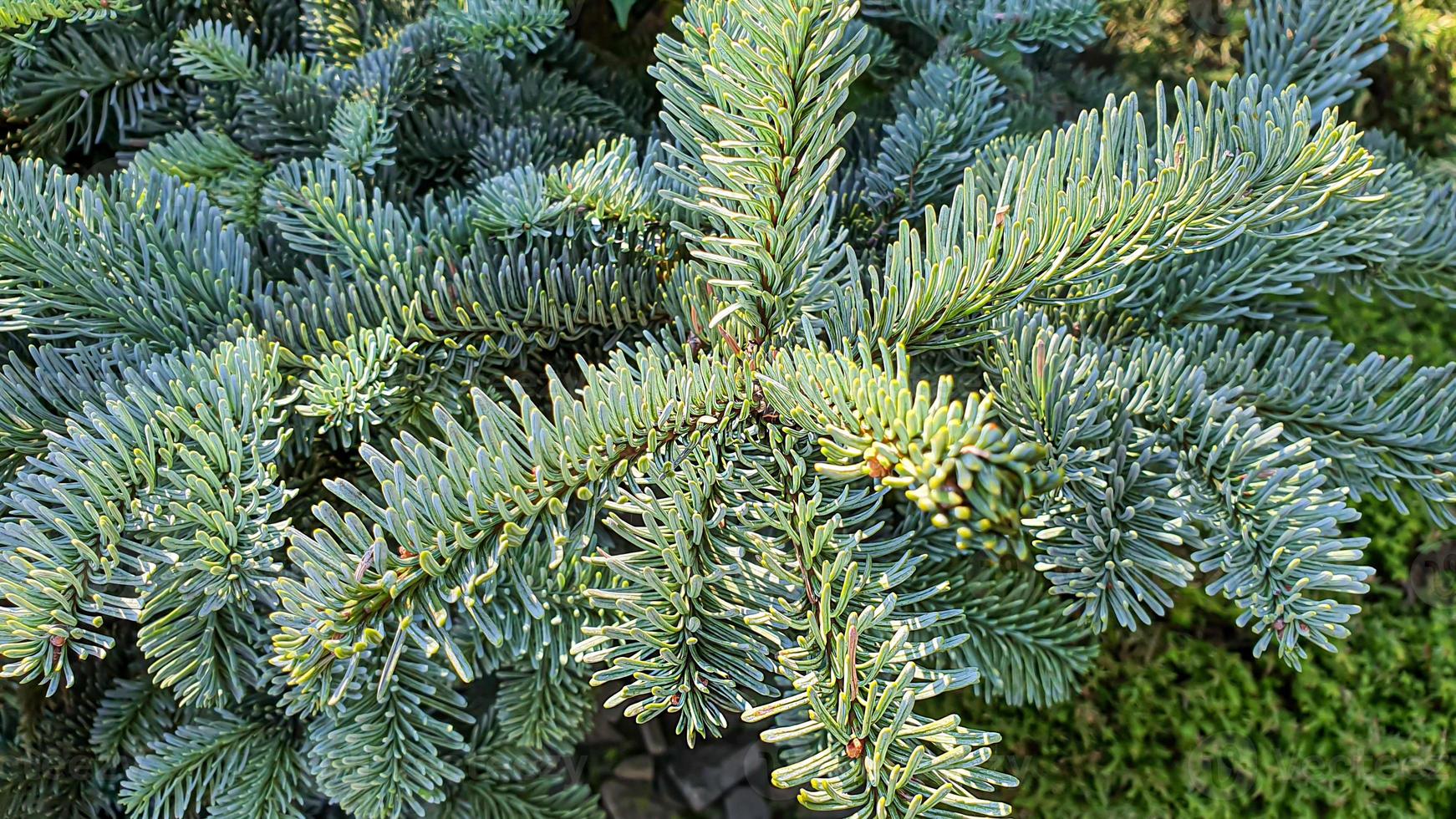 Plants on a stone background. Pine, thuja and spruce branches. photo