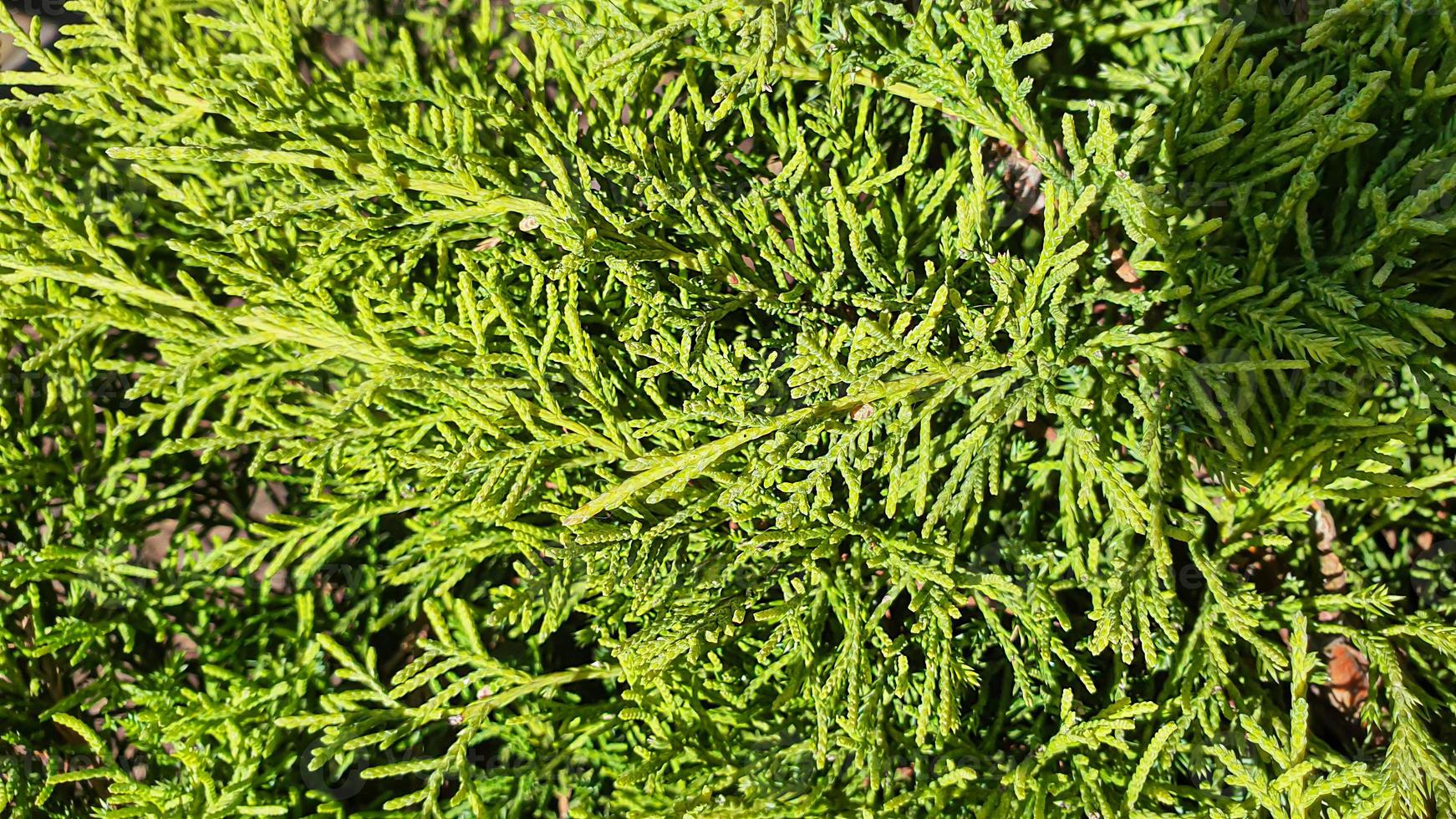 Plants on a stone background. Pine, thuja and spruce branches. photo