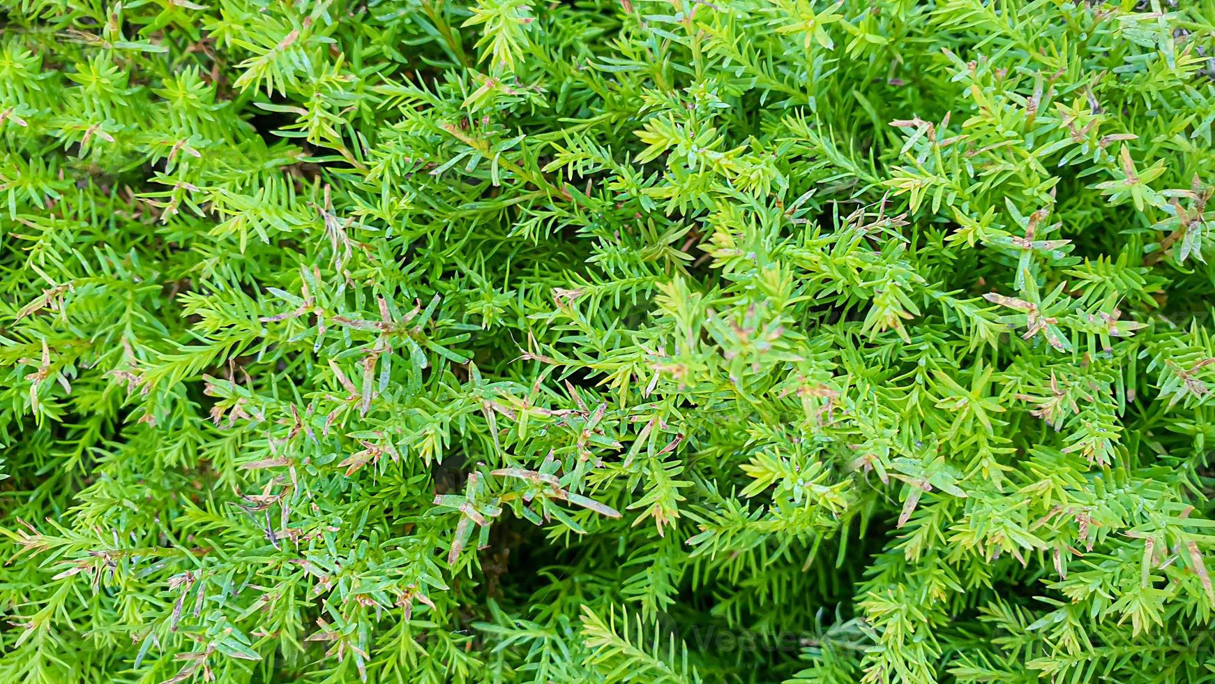 Plants on a stone background. Pine, thuja and spruce branches. photo