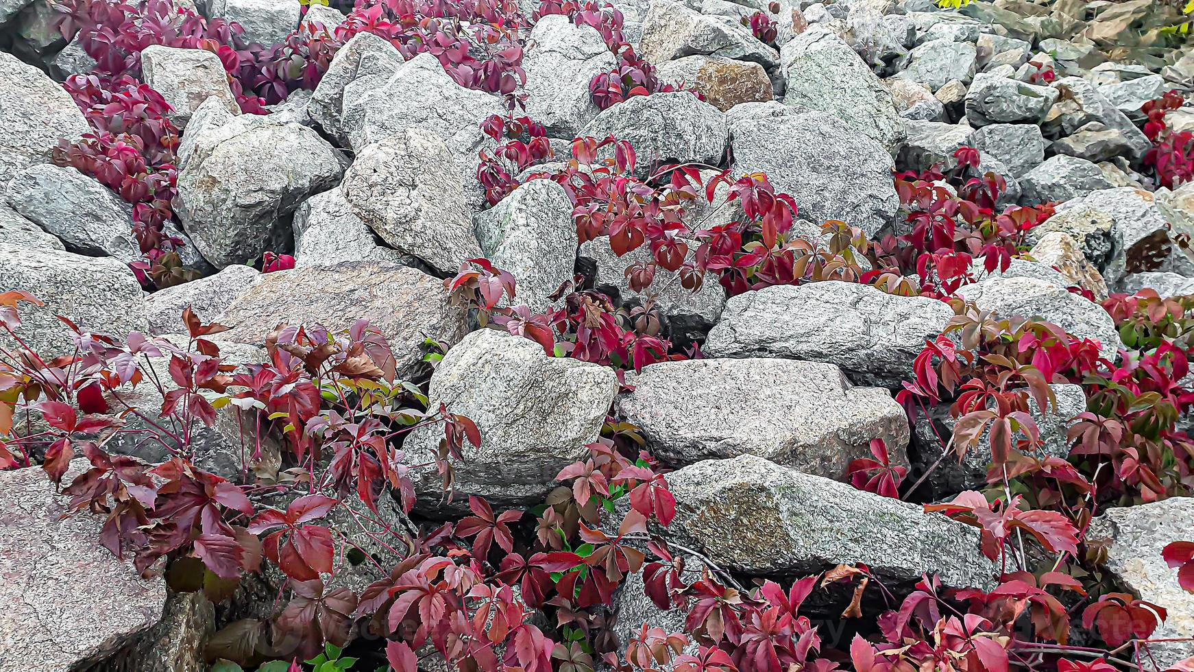 Stone background with branches of plants. Branches with green leaves. Mound of granite. photo